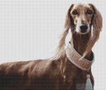 (image for) Saluki Beauty